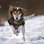 abrigo para perros