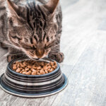 alimento seco para gatos