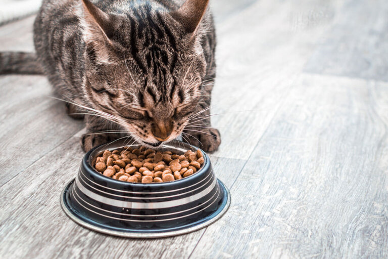 alimento seco para gatos