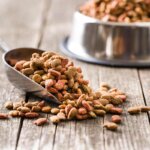 alimento seco para perros