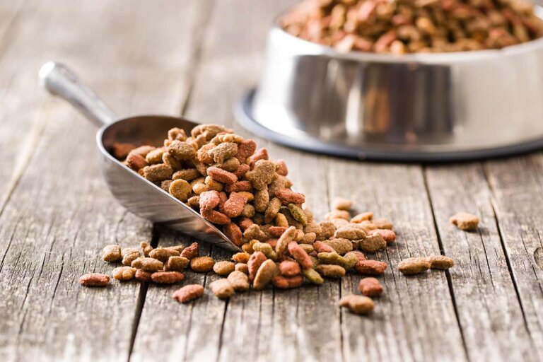alimento seco para perros