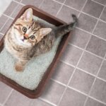 arena para gatos
