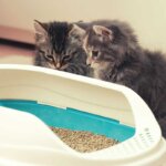arenero para gatos