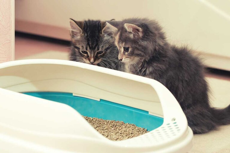 arenero para gatos