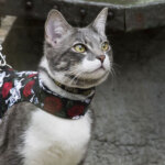 arnés para gatos