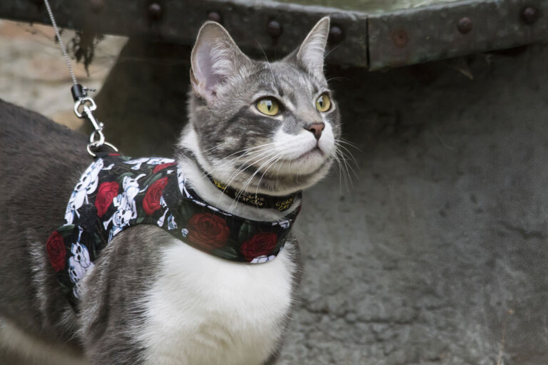 arnés para gatos