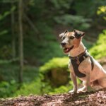 arnés para perros