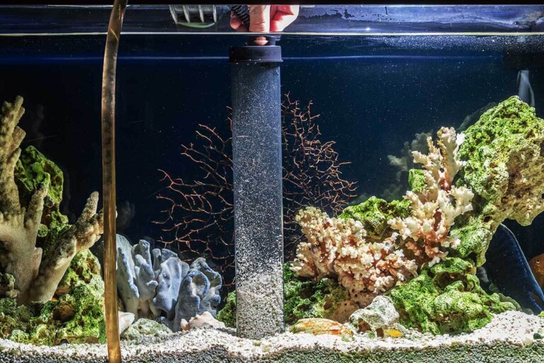 aspirador para acuario