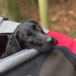carro para perros
