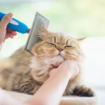 cepillo para gatos