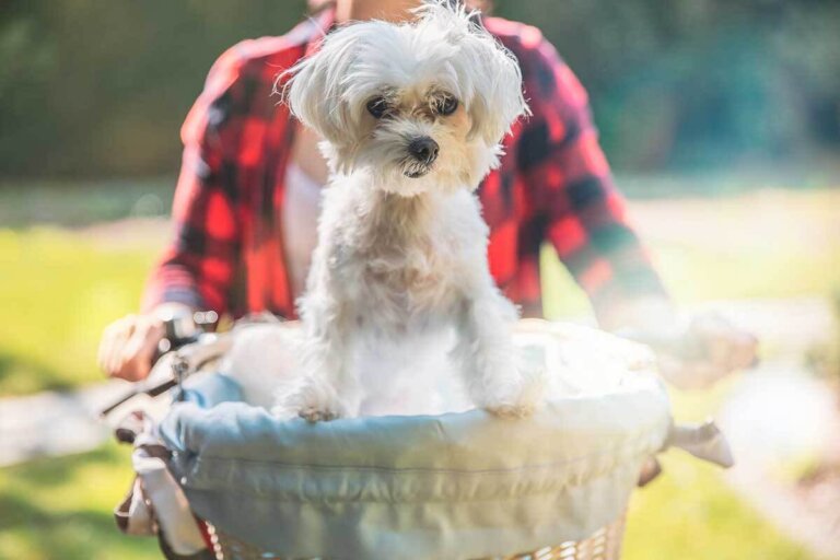 cesta de bicicleta para perros