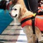 chaleco salvavidas para perros
