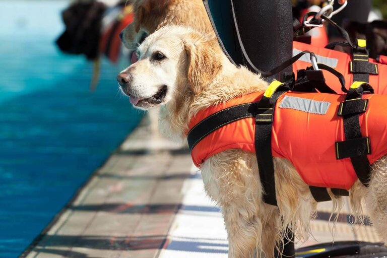 chaleco salvavidas para perros
