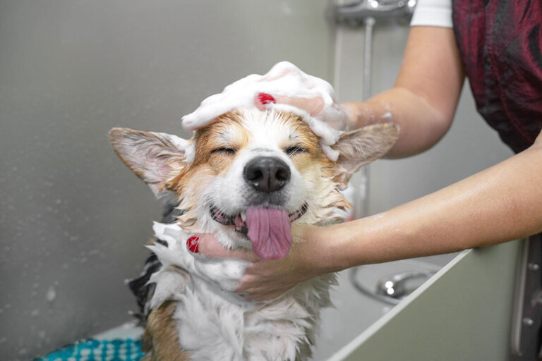 champú para perros