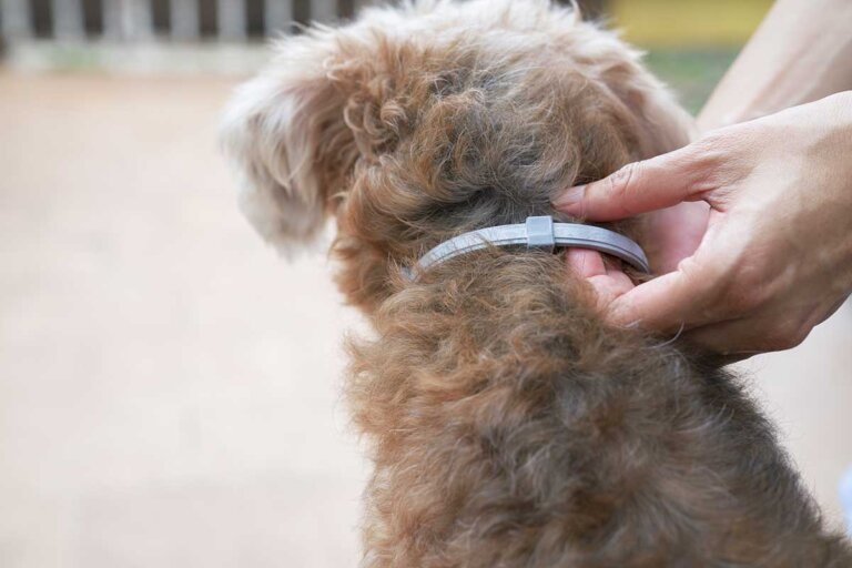 collar antigarrapatas para perros