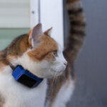 collar GPS para gatos