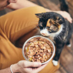 comida húmeda para gatos