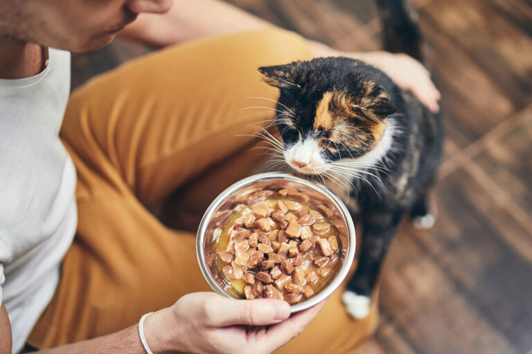 comida húmeda para gatos
