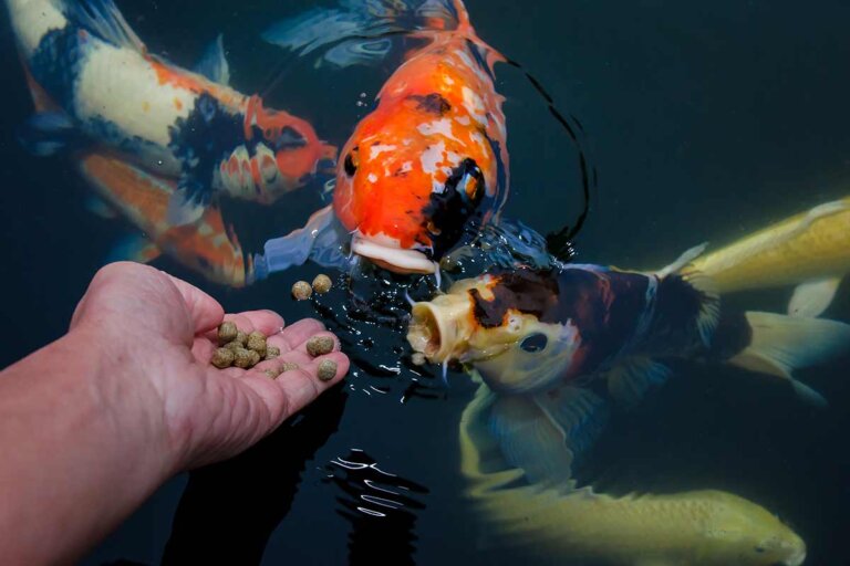 comida para carpas koi