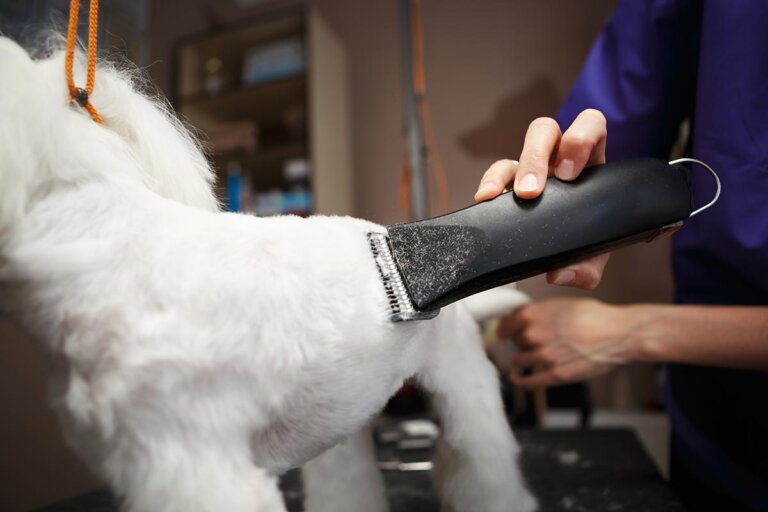 cortapelos para perros