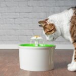 fuente para gatos
