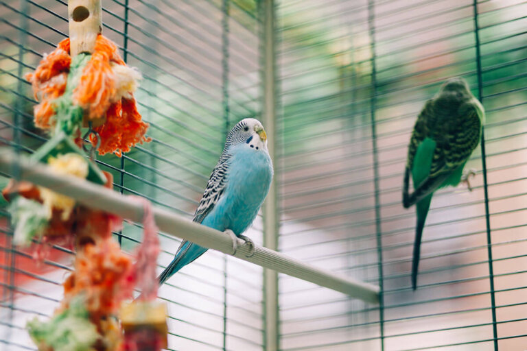jaula para pájaro