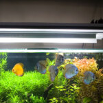 luz para acuario