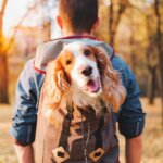 mochila para perros