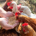 pienso para gallinas