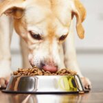 pienso para perros