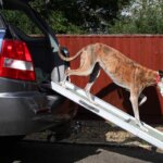 rampa para perros