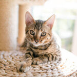 rascador para gatos