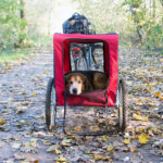 remolque para bicicleta para perros