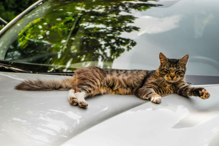repelente para gatos