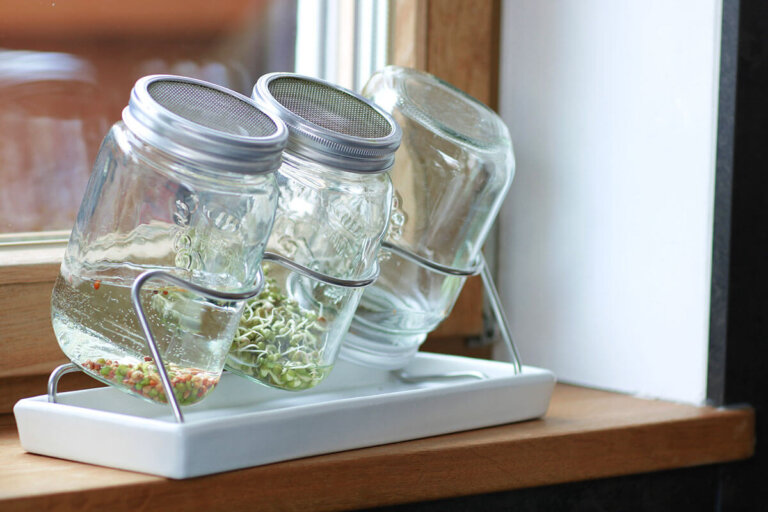 tarro de germinar