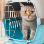 transportín para gatos