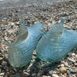 zapatilla de agua