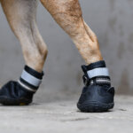 zapato para perros